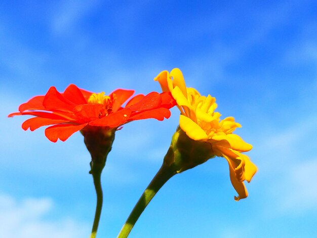 Close-up of red flowering plant against blue sky