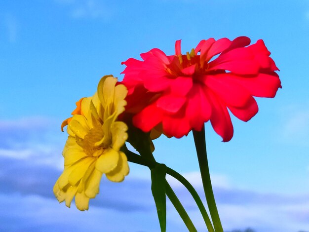 Close-up of red flowering plant against blue sky