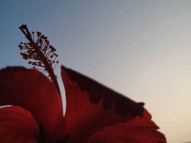 Close-up of red flowering plant against clear sky