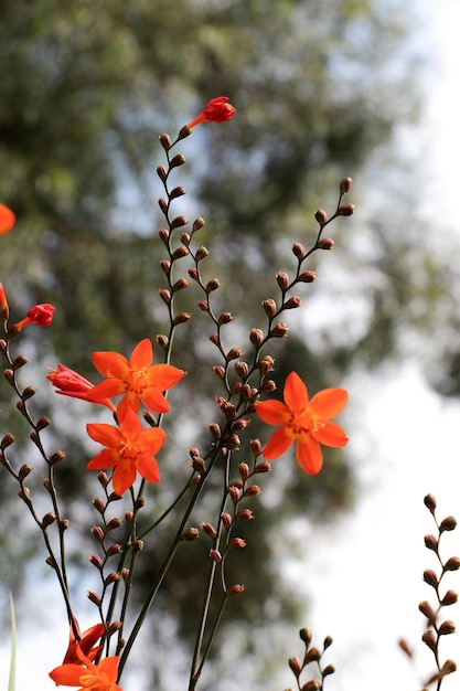 Photo close-up of red flowering plant against orange sky