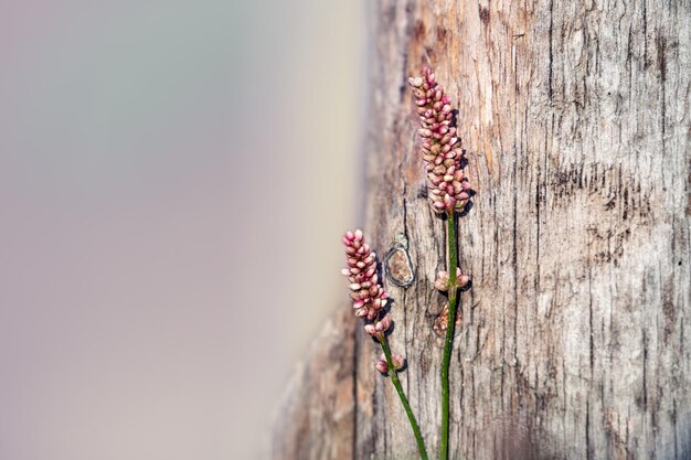 Close-up of red flowering plant against tree