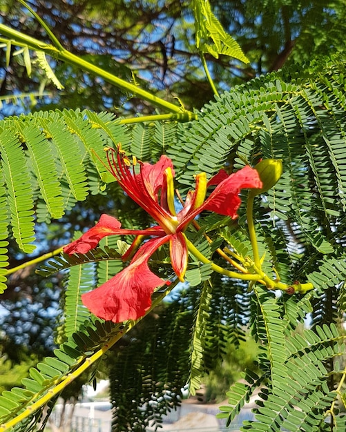 Close-up of red flowering plant against trees