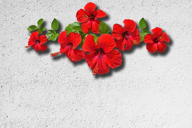 Close-up of red flowering plant against white wall