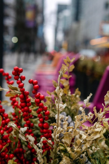 Foto close-up di una pianta a fiori rossi in città