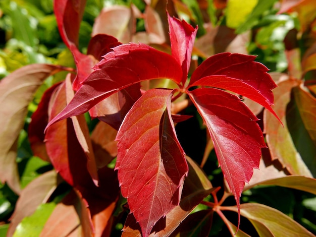 Foto prossimo piano di una pianta a fiori rossi durante l'autunno