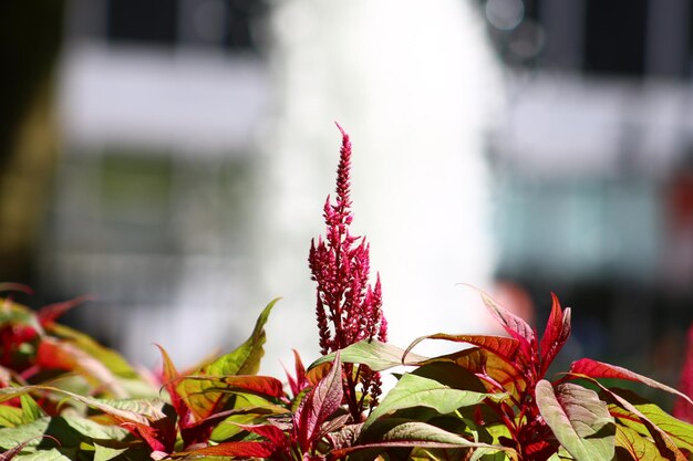 Foto prossimo piano di una pianta a fiori rossi durante l'autunno