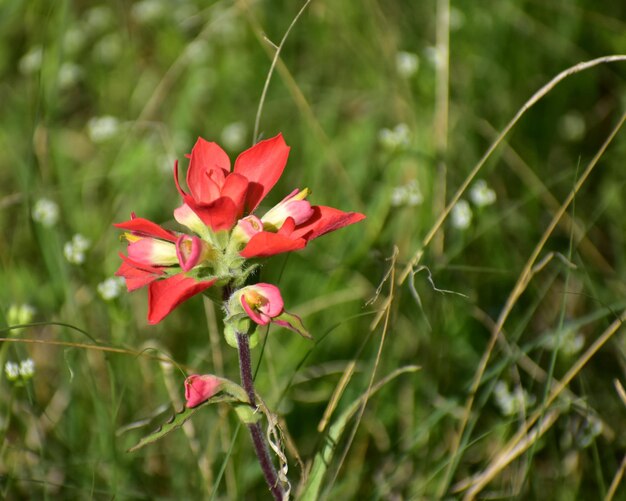 Foto prossimo piano di una pianta a fiori rossi sul campo