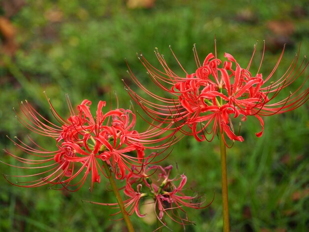 Close-up of red flowering plant on field