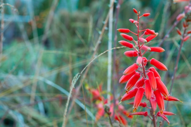畑の赤い花の植物のクローズアップ