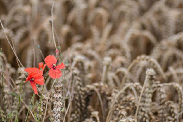 Photo close-up of red flowering plant on field