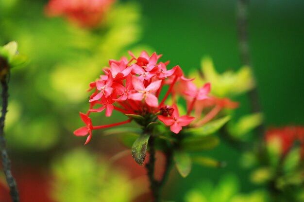 Photo close-up of red flowering plant ixora