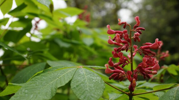 Photo close-up of red flowering plant leaves