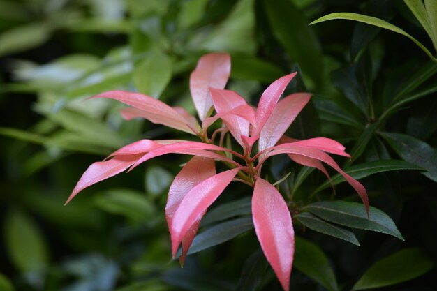 Close-up of red flowering plant leaves