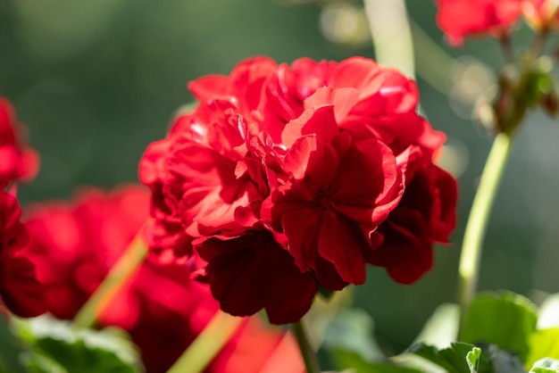 Close-up of red flowering plant in park