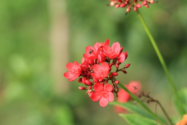 Close-up of red flowering plant in park