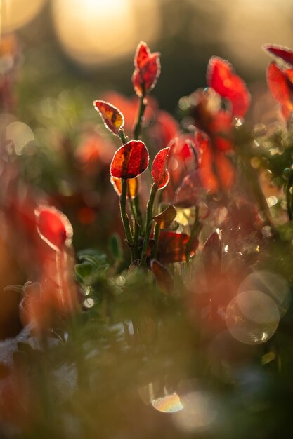 Close-up of red flowering plant in park