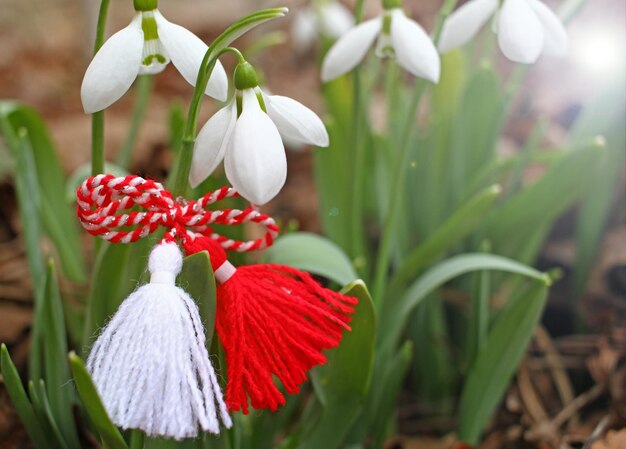 Foto close-up di una pianta a fiori rossi nel parco