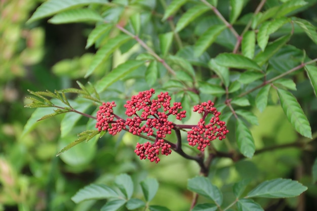 Photo close-up of red flowering plant