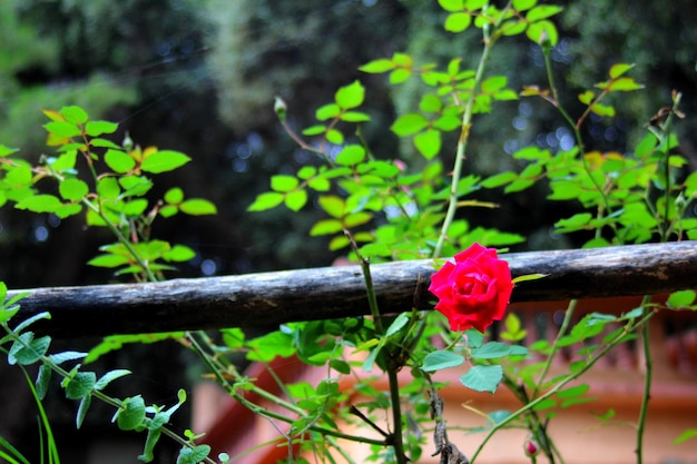 Foto close-up di una pianta a fiore rosso