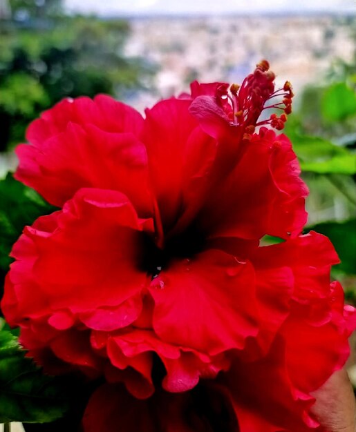 Close-up of red flowering plant