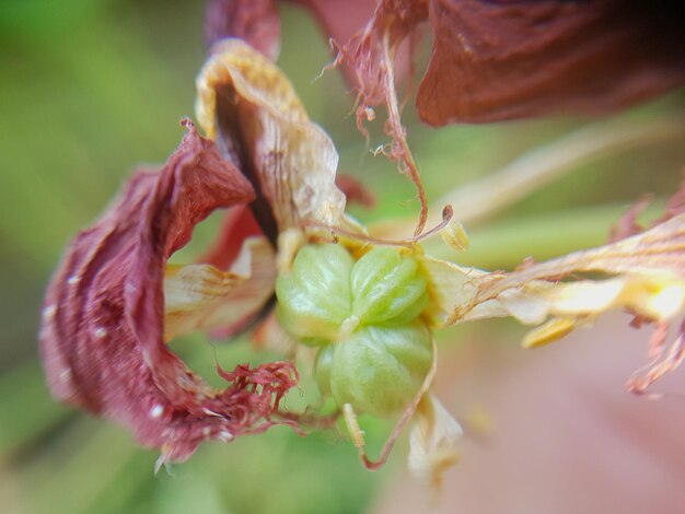 Photo close-up of red flowering plant