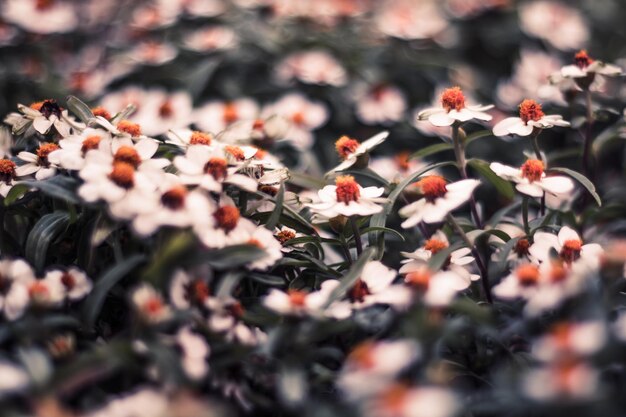 Foto close-up di una pianta a fiore rosso