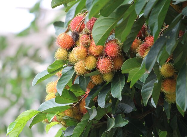 Close-up of red flowering plant