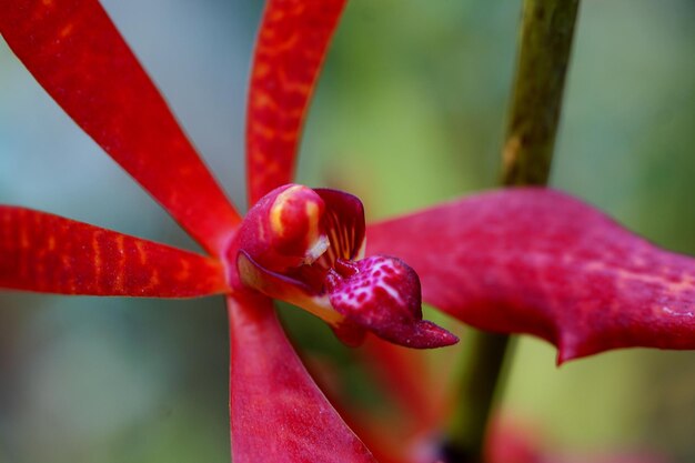 Close-up of red flowering plant