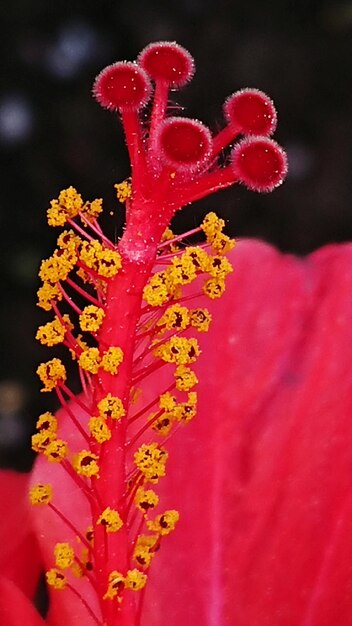 Close-up of red flowering plant