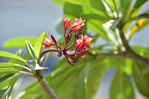 Photo close-up of red flowering plant