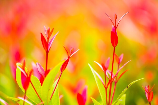 赤い花の植物のクローズアップ