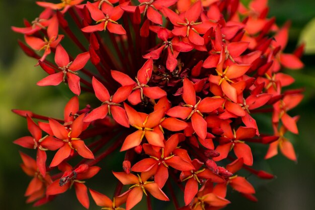 Close-up of red flowering plant