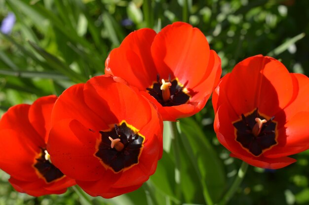 Close-up of red flowering plant