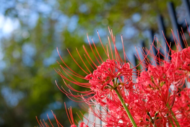 Photo close-up of red flowering plant