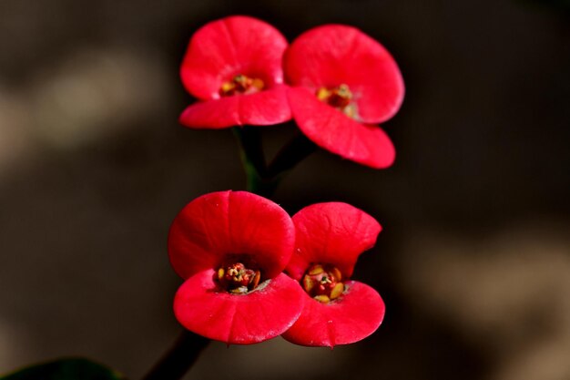 Close-up of red flowering plant