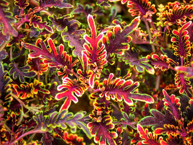 Close-up of red flowering plant