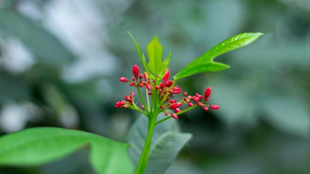 Close-up of red flowering plant