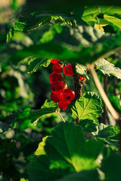 close-up of red flowering plant