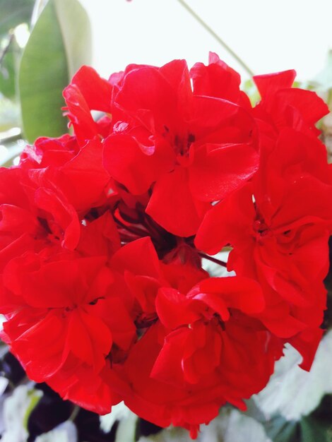 Close-up of red flowering plant