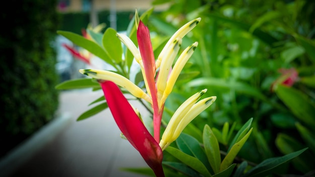 赤い花の植物のクローズアップ