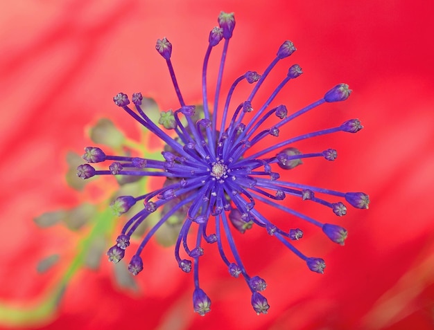 Foto prossimo piano di una pianta a fiori rossi