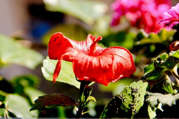 Photo close-up of red flowering plant