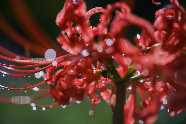 Foto prossimo piano di una pianta a fiori rossi