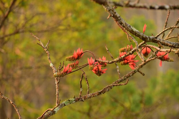 Close-up of red flowering plant