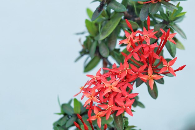 Photo close-up of red flowering plant