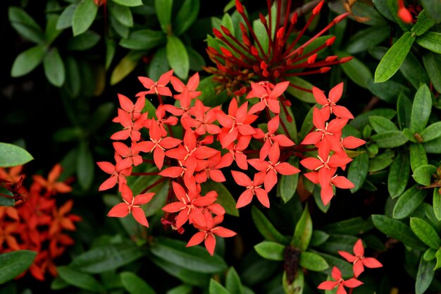 Foto prossimo piano di una pianta a fiori rossi