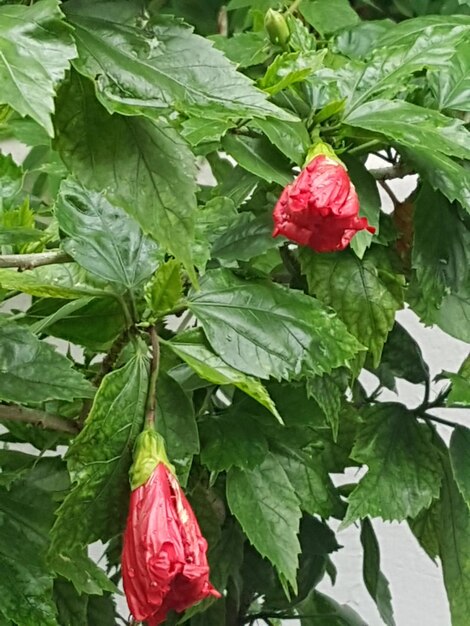 Close-up of red flowering plant