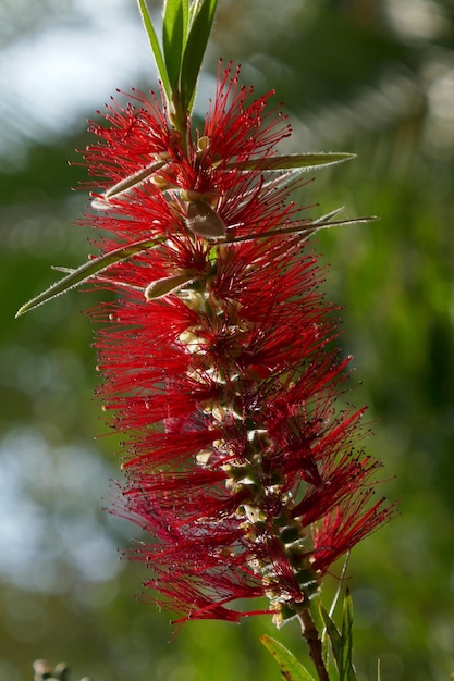 Photo close-up of red flowering plant