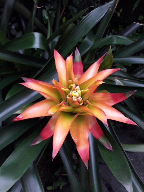 Photo close-up of red flowering plant