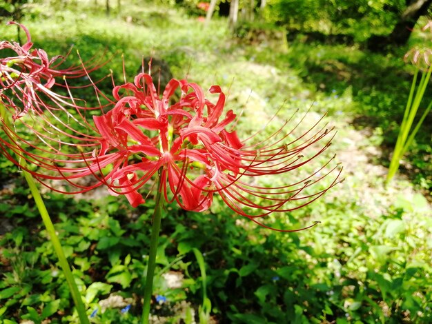 Photo close-up of red flowering plant